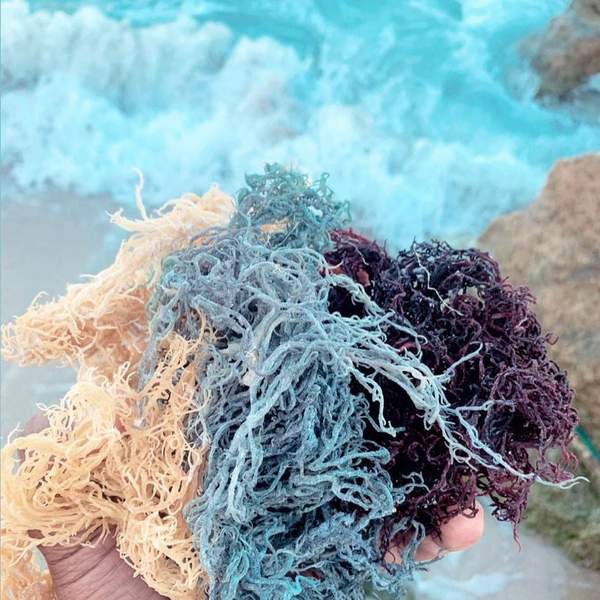 What are the Differences Between the Different Colors of Sea Moss?